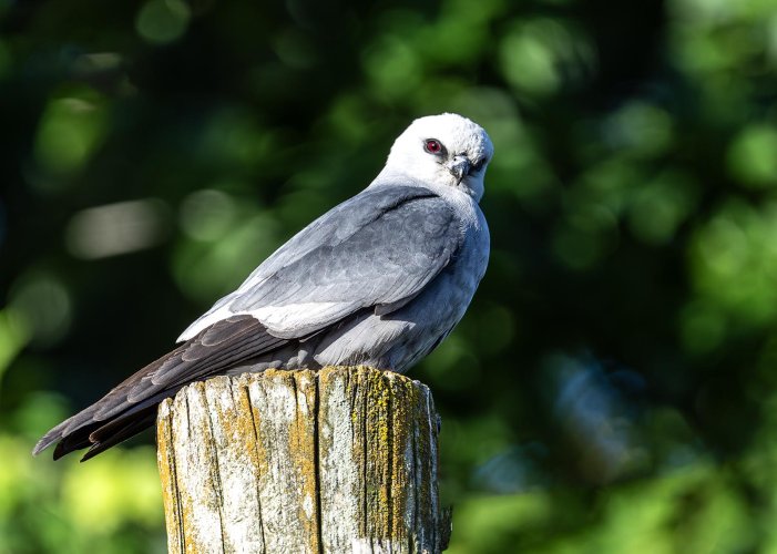 Mississippi Kite