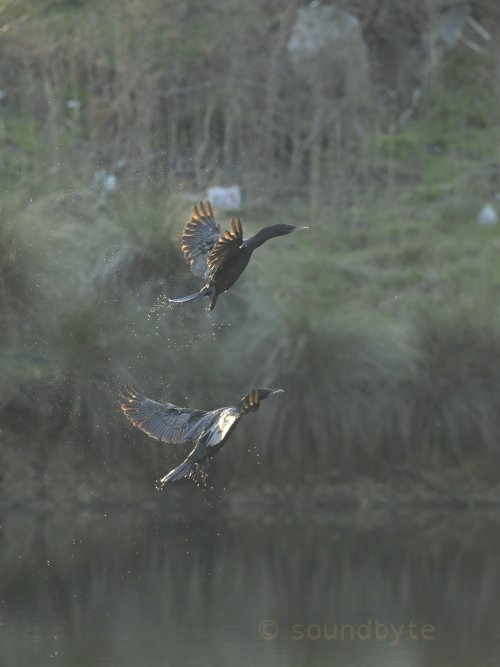 Little black cormorants, coming into land, 200525.