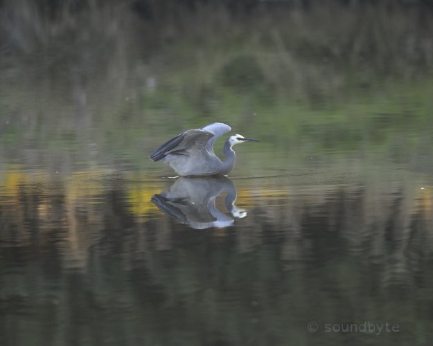 White-faced heron, takeoff late afternoon, 200525.