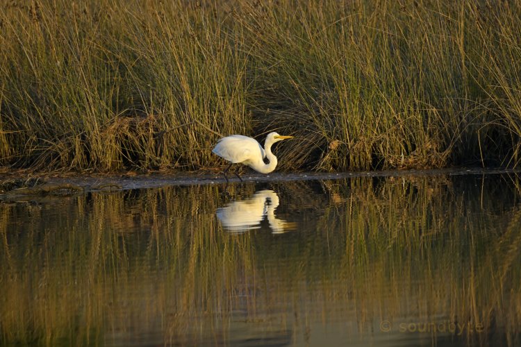 Great egret, take off late afternoon, 200525.