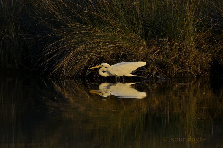 Great egret, successful full stretch lunge, 200525.