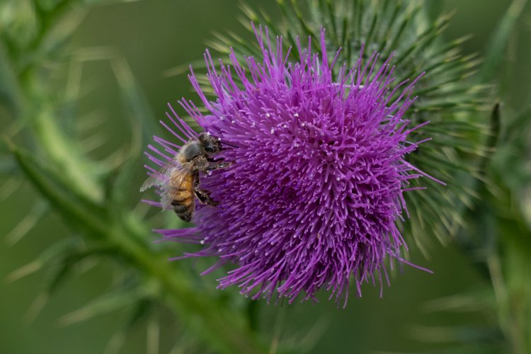 Bees and Thistles
