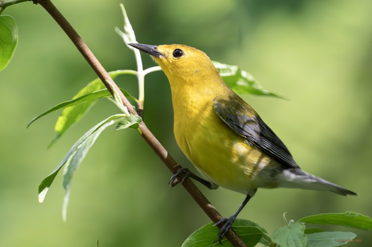 Prothonotary Warbler