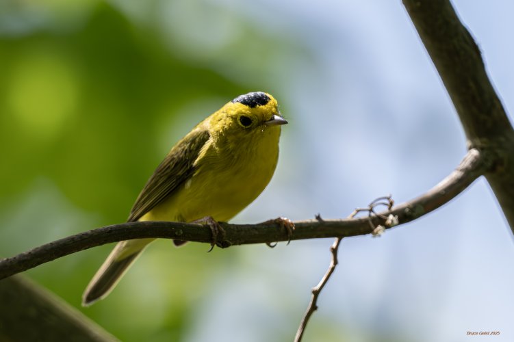 Wilson's Warbler
