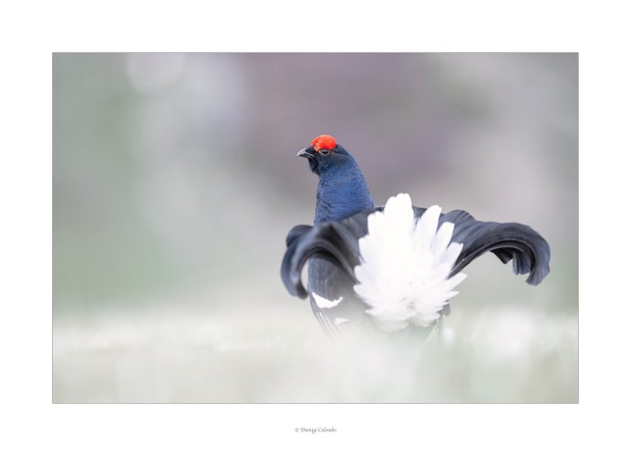 Black grouse