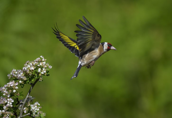 Gold Finch UK