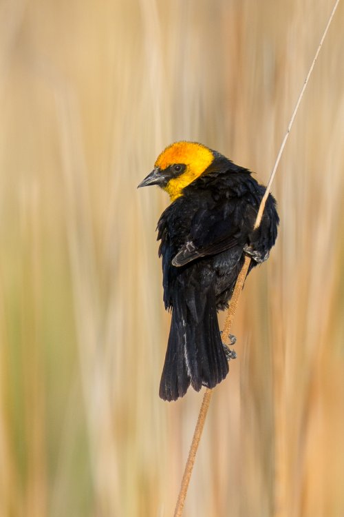 Yellow-headed Blackbird Over the Shoulder Look Back, Utah