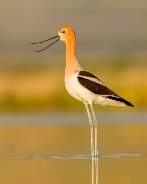 American Avocet Giving Everyone an Earful, Utah