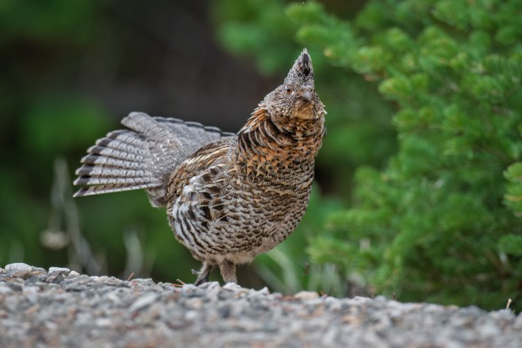 Ruffed Grouse