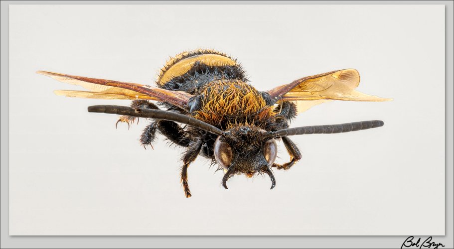 More Hornet
