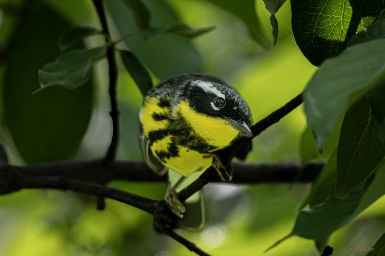 Magnolia Warbler