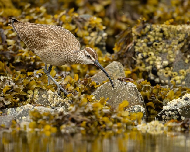 Migrants Passing through - Whimbrels