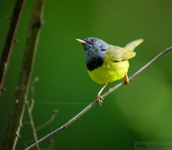 Mourning Warbler  wants to be my new friend!