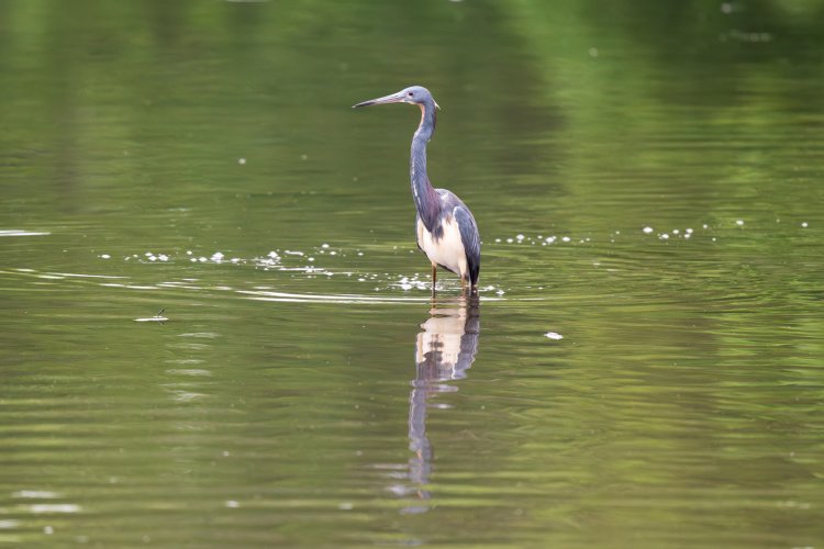 Heron Catching Breakfast