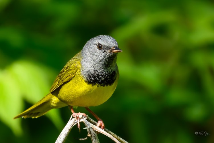 Mourning Warbler