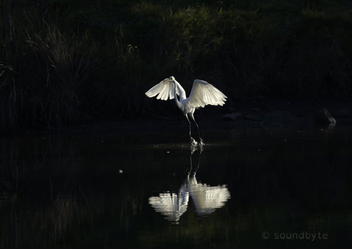Great egret, fishing but looks like dancing, 210525.