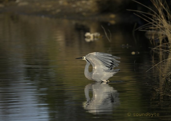 White-faced heron, takeoff and landing, 210525.