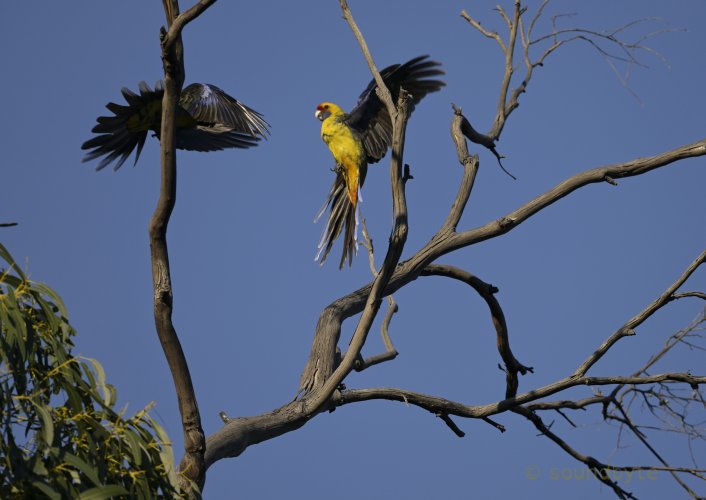 Green rosellas, noisy, violent altercation, 210525.