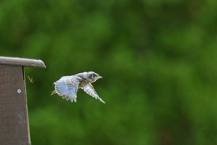 Blue Birds Maiden Flight