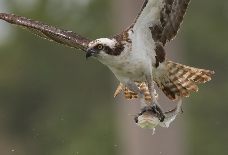 Florida  Osprey