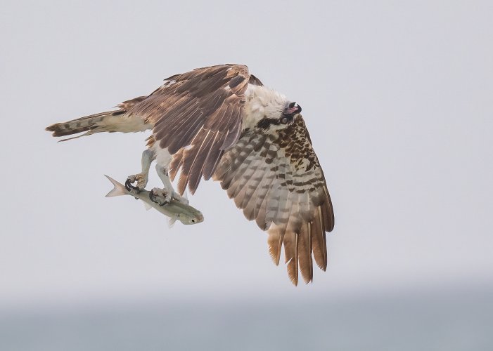 Florida  Osprey