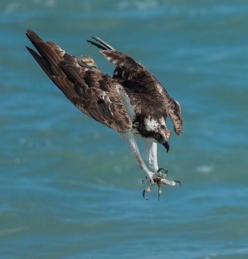 Florida  Osprey