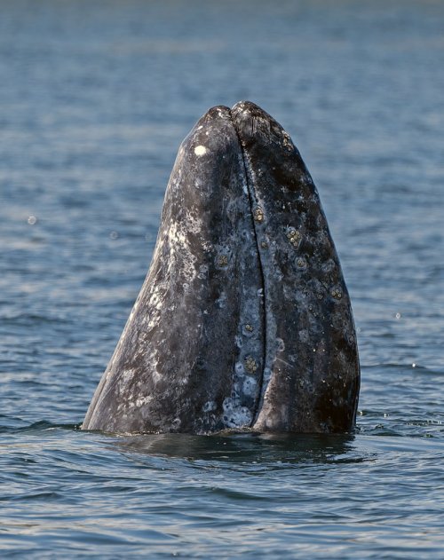 Gray Whales Spy Hop