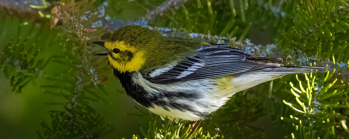 Black Throated Green Warbler: Thunder Bay