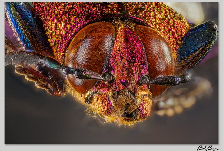 Pink and Purple Jewel Beetle