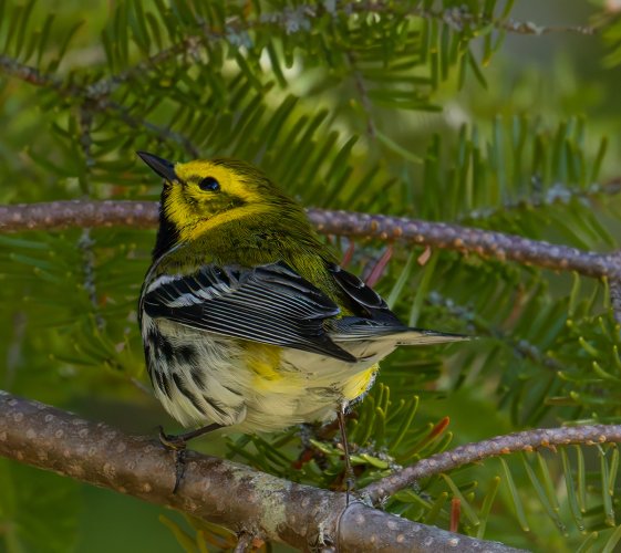 One more Black Throated Green Warbler. Thunder Bay Ontario