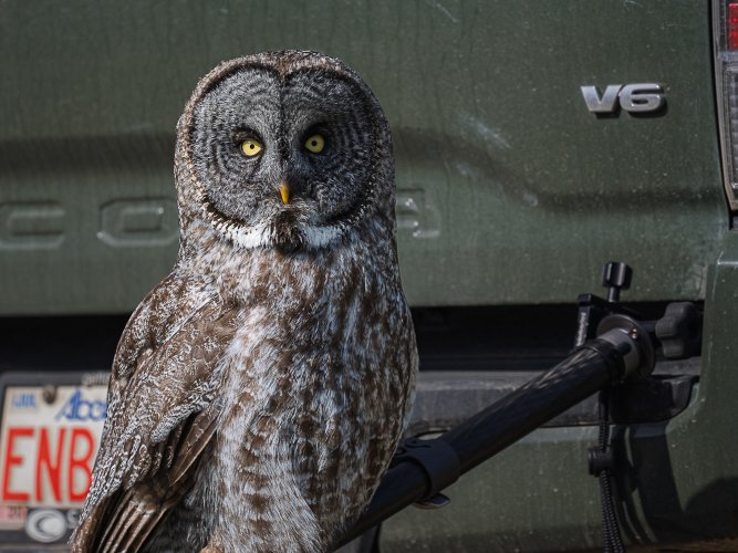 My pet Owl ....... Eric