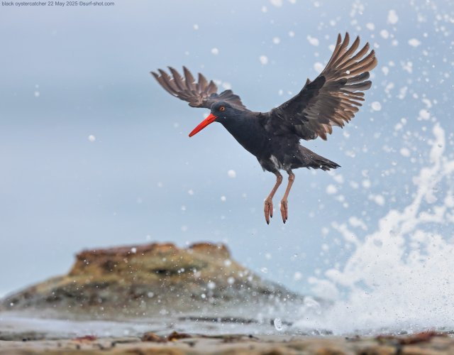 black oystercatcher