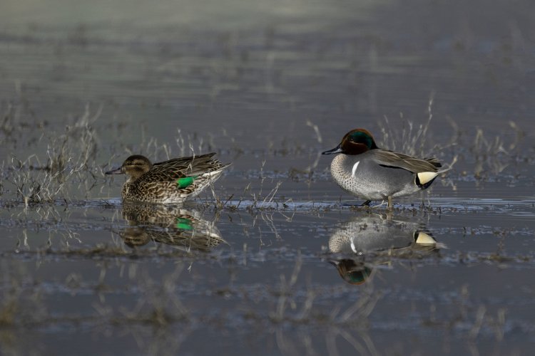 Two Green Winged Teals reflected in pond