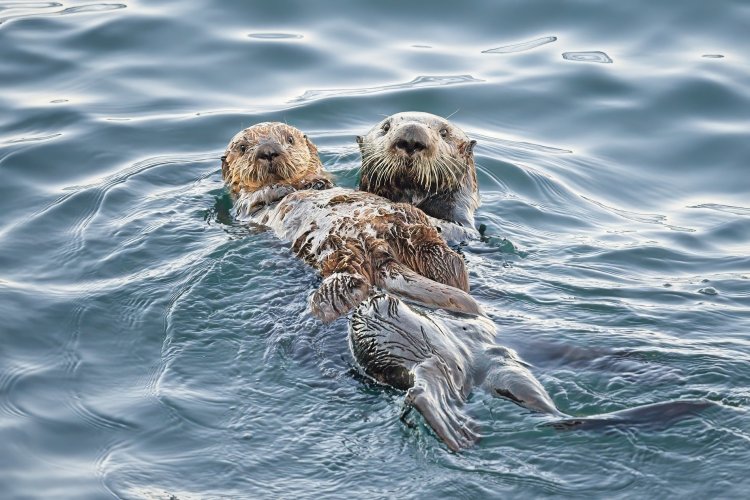 Sea Otter Mom and young(er) pup