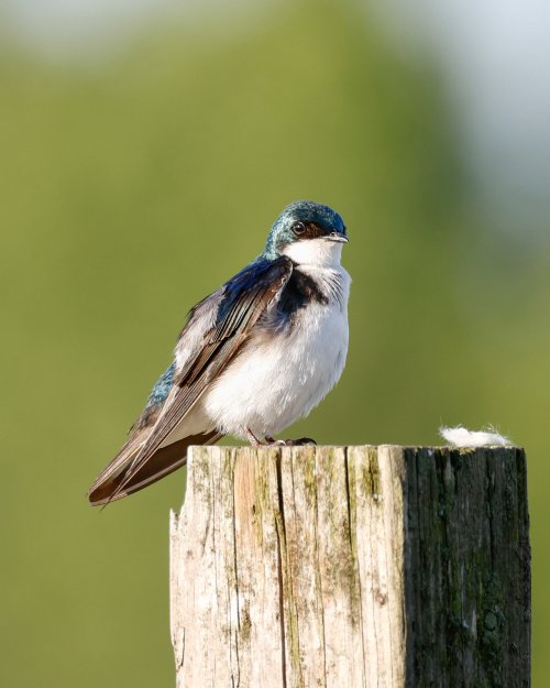 Tree Swallow guarding the nest
