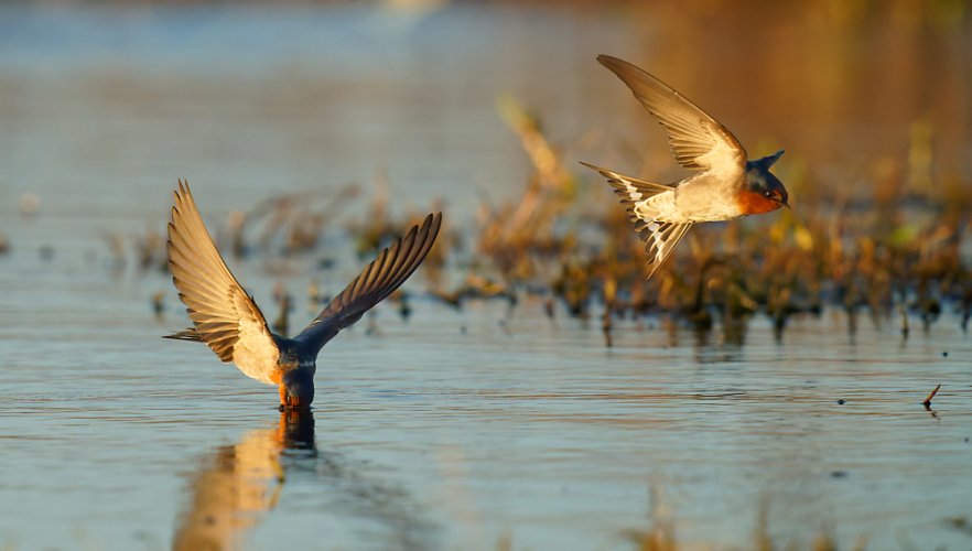 Welcome Swallows, unwelcome pulse