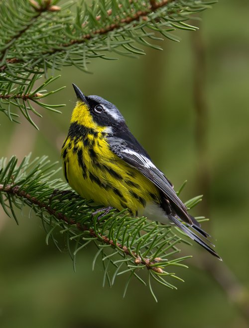 Magnolia Warbler: Thunder Bay Ontario