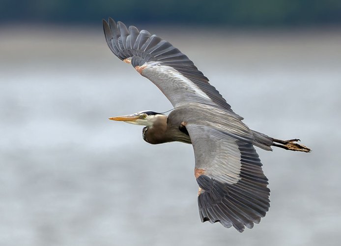 Great Blue Heron's