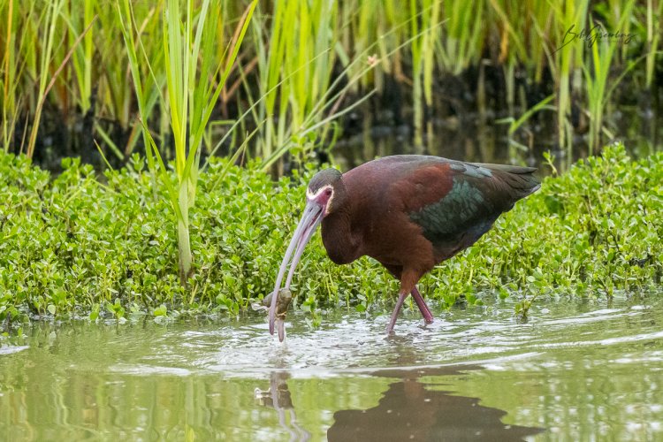 White Faced Ibis
