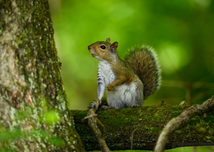 Grey Squirrel while looking for Warblers