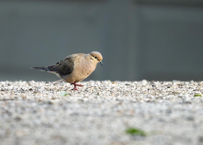 Simple Dove