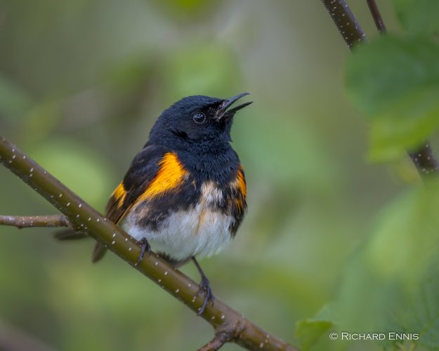 American Redstart