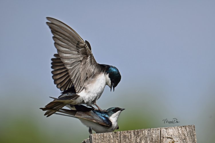 Tree Swallows busy making babies