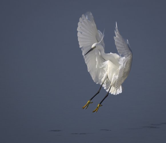 White Egret UK.