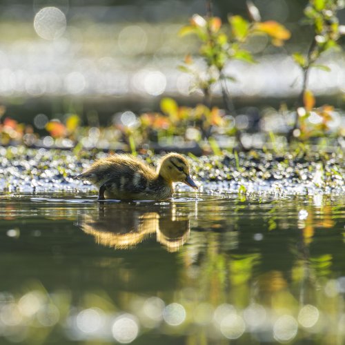 More backlit Ducklings :  Also first outing w/ Nikon D6 + 180-400mm F4 TC