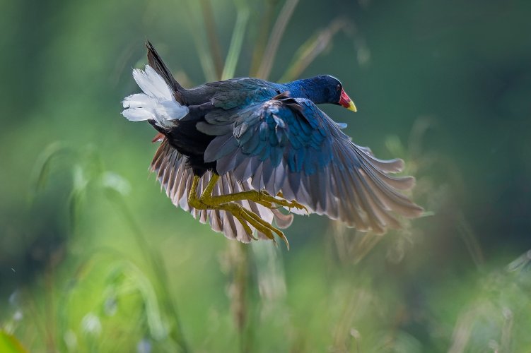 Purple Gallinule in Costa Rica