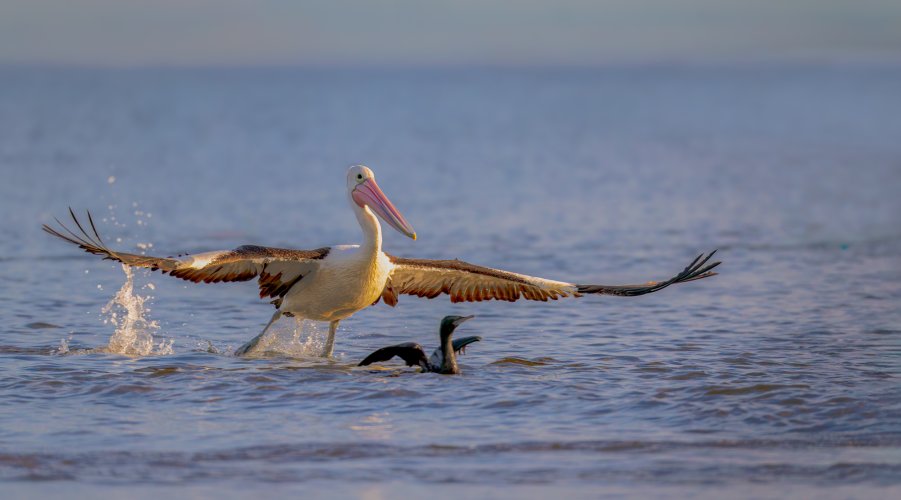 Pelican takes flight…