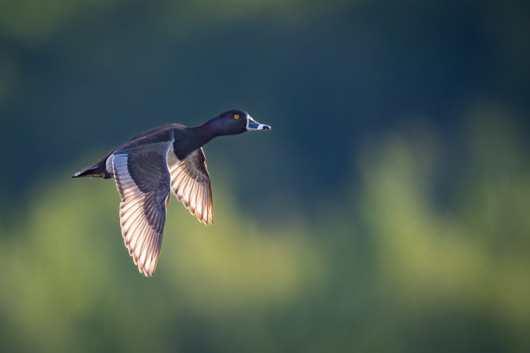 Male Ring Necked Duck in flight