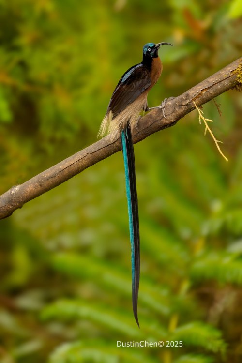 Brown sicklebill bird of paradise