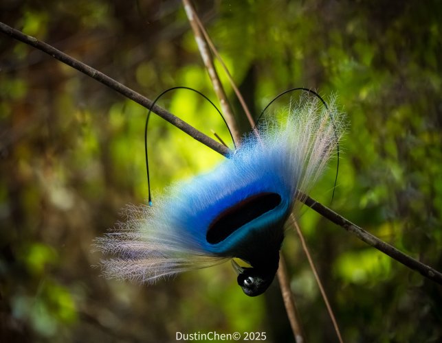 Blue bird of paradise
